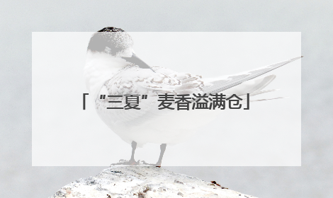 “三夏”麦香溢满仓